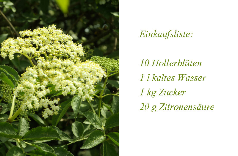 Zutaten für Holler-Sirup