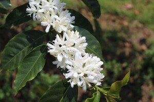 Link: Großansicht des Bildes