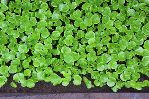 Link: Großansicht des Bildes