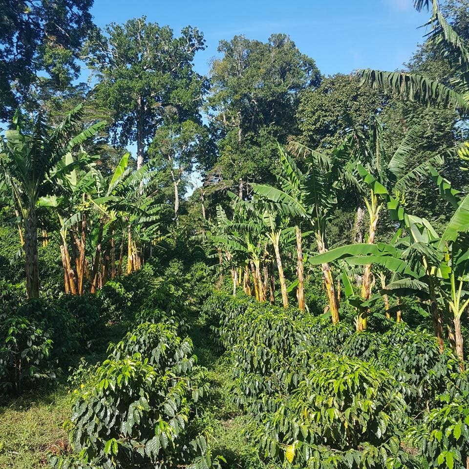 Bananenstauden zwischen dichten Kaffeeplantagen