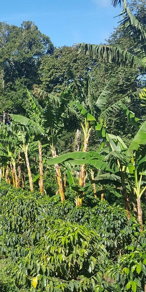 Bananenstauden zwischen dichten Kaffeeplantagen