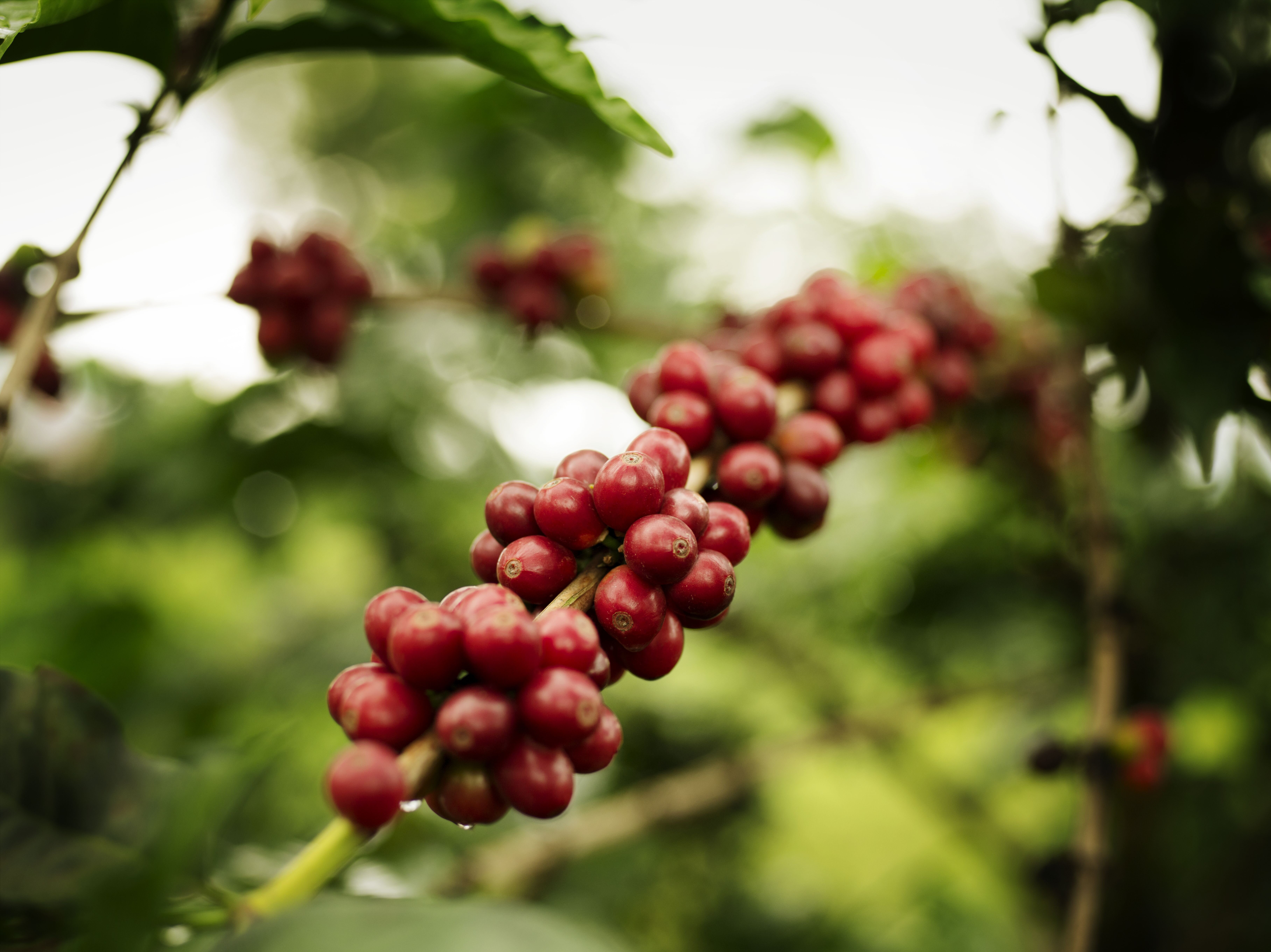 Reife rote Kaffeekirschen an einem Zweig