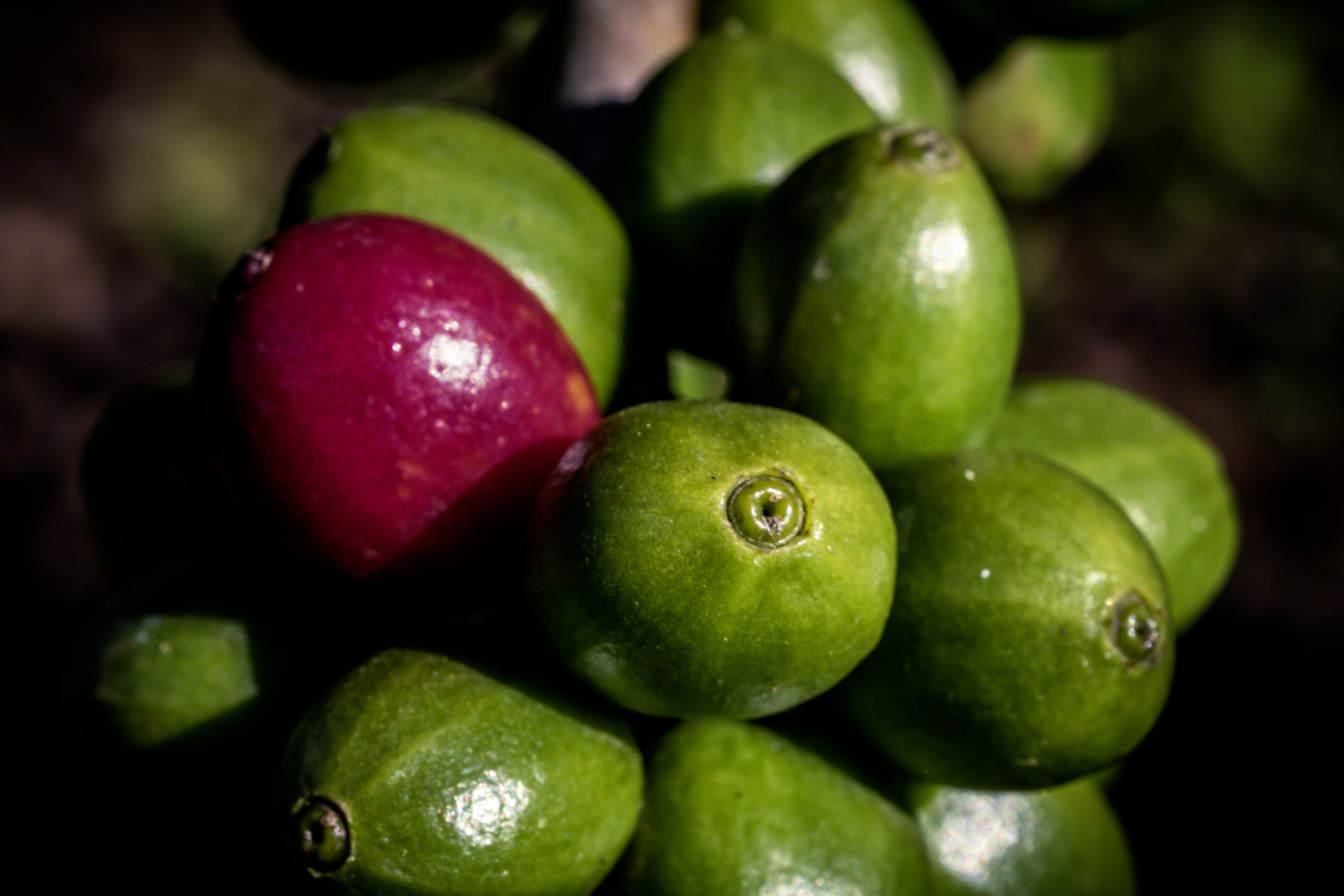 Rote und grüne Kaffeekirschen am Zweig