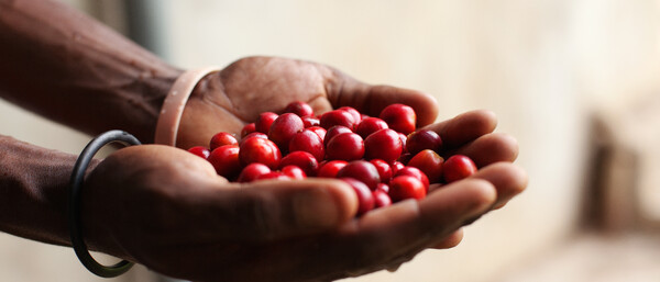 Hände halten rote Kaffeekirschen