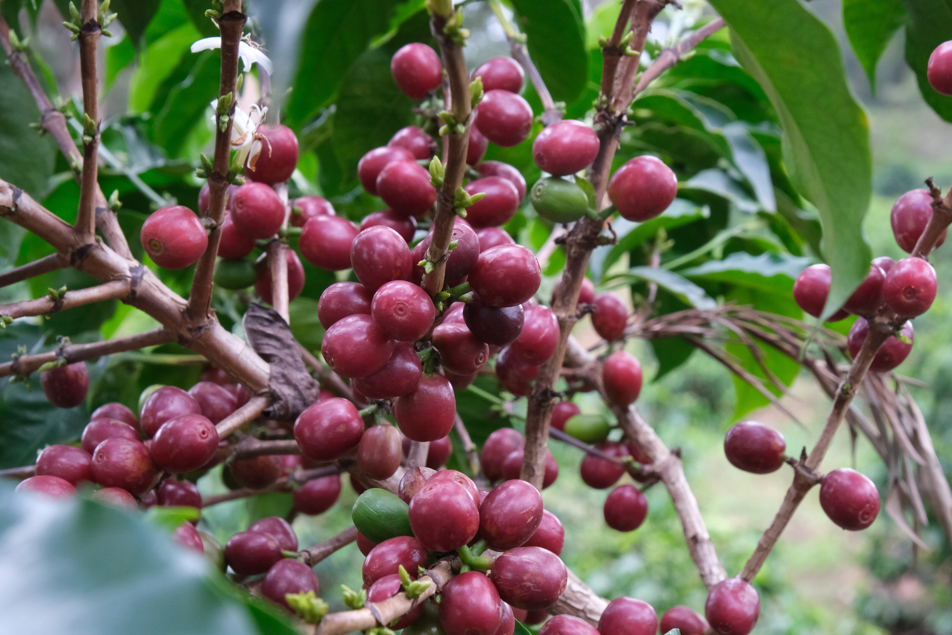Reife rote Kaffeekirschen an grünen Zweigen