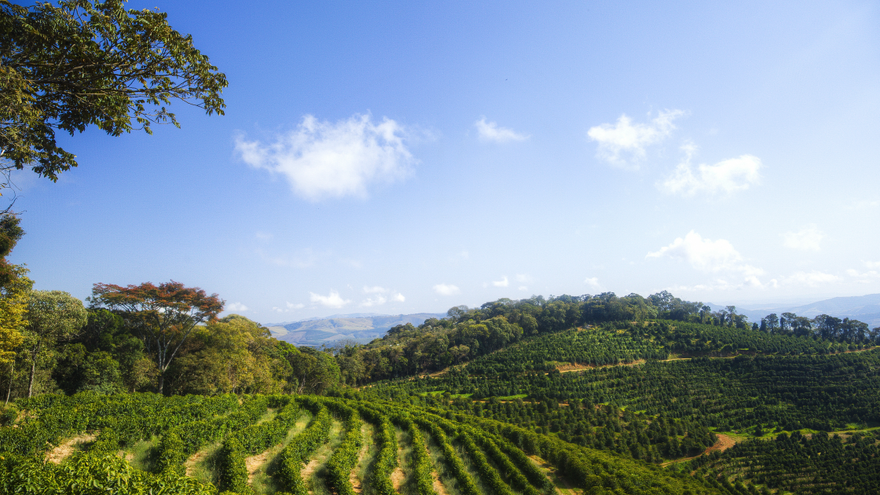 Grüne Plantage auf hügeliger Landschaft unter blauem Himmel