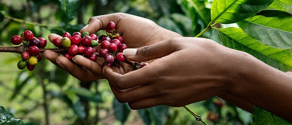 Hände ernten rote Kaffeekirschen am Strauch