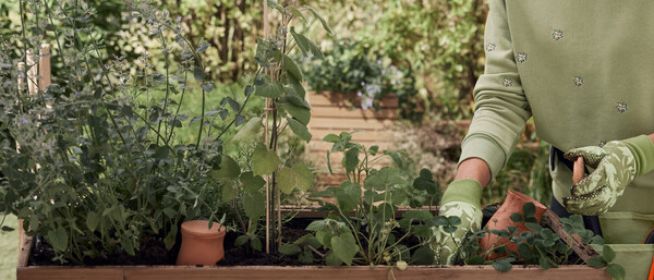 Person pflegt Kräuter im Hochbeet im Garten