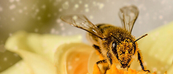 Biene sammelt Pollen auf gelber Blüte
