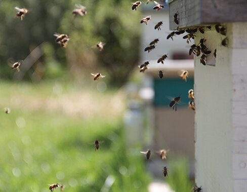 Fliegende Bienen vor einem Bienenstock