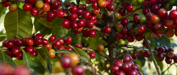 Reife rote und grüne Kaffeekirschen am Strauch