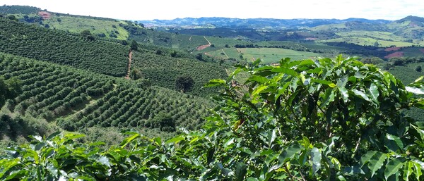 Grüne Kaffeeplantage in hügeliger Landschaft