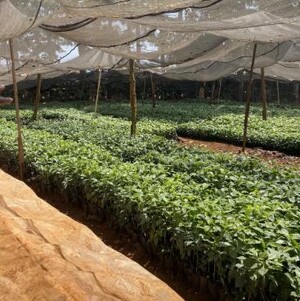 Link: Großansicht des Bildes - Bildinhalt: Jungpflanzen in schattigem Gewächshaus-Beet