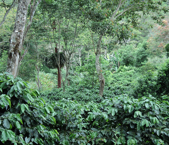 Kaffeeanbau im Westen von Honduras, nahe der Maya Ruinen von Copán.