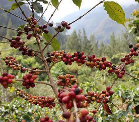 Reife Kaffeekirschen im Hochland Guatemalas