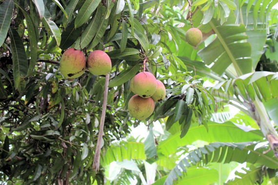 Die Mount Kenya Region gilt als Brotkorb des Landes: Überall wachsen exotische Früchte wie diese Mangos.