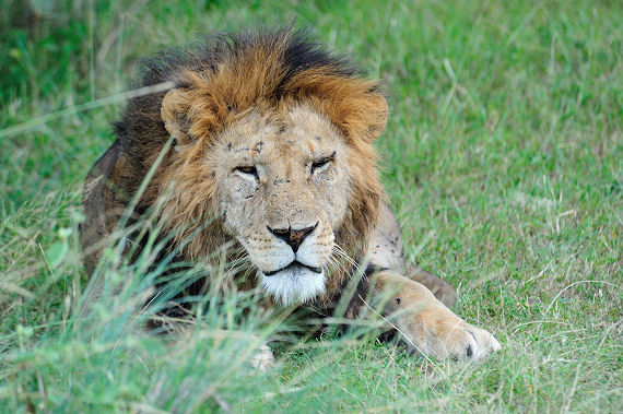 Sogar der König der Tiere ließ sich in der atemberaubenden Landschaft Kenias blicken.