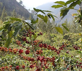 Kaffee Ernte in Guatemala
