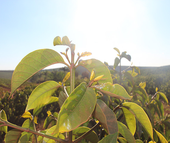 Fast sommerlich schön, trotz Winter in Brasilien: Kaffeepflanze im Sonnenlicht