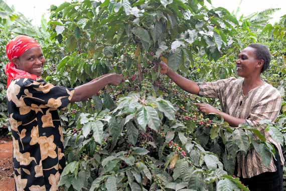 Kenianische Farmerinnen bei Kaffeeernte