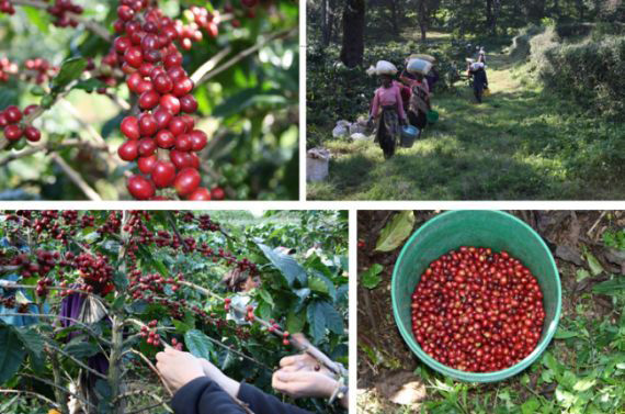 Rote Kaffeekirschen / Pflückerinnen bringen ihre Ernte vom Berg