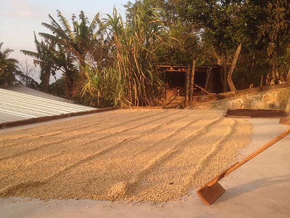Die Kaffee­bohnen trocknen in der Sonne Honduras.