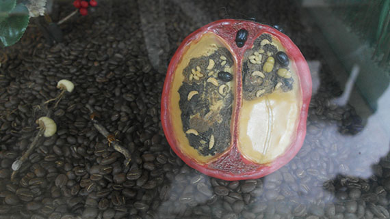 Kaffeekirsche Modell mit Parasiten