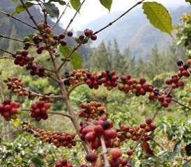 Wozu nutzt eigentlich die Kaffeepflanze das in ihr enthaltene Coffein? (Bildnachweis: Flickr)