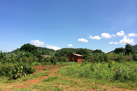 Das Anbaugebiet Mbeya im südwestlichen Hochland von Tansania.