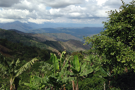 Das Anbaugebiet Nariño in Kolumbien liegt auf einer Höhe von 1.950 Metern.