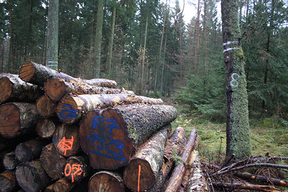 Je nach Umfang und Zustand des Holzes wird sein Wert und seine Weiterverwendung taxiert.