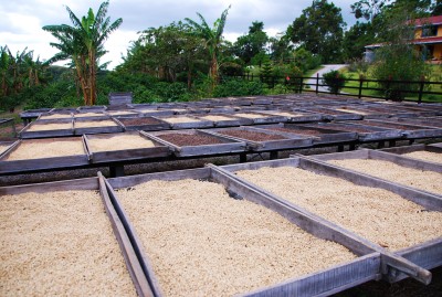 Rarität des Jahres Panama Geisha Plantage Ursprung