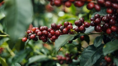 Qbo Costa Rica Coopedota Bild aus dem Ursprung Kaffeekirschen