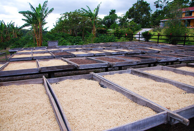 Rarität des Jahres Panama Geisha Plantage Ursprung