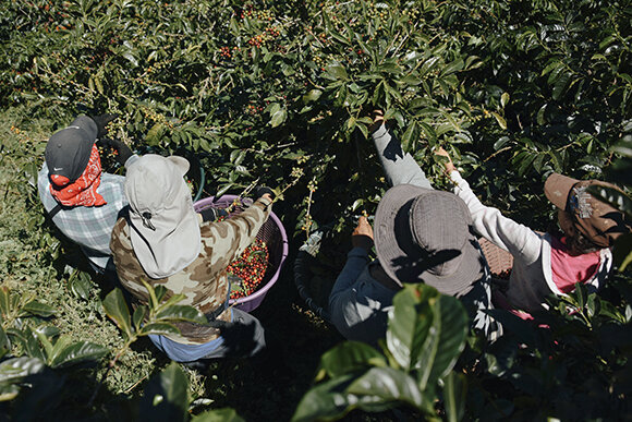 Erntehelfer pflücken Kaffeekirschen im Feld