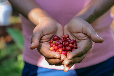Hände halten frische rote Kaffeekirschen