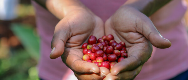 Hände halten frische rote Kaffeekirschen