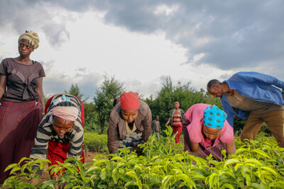 Menschen pflücken junge Pflanzen auf einem Feld