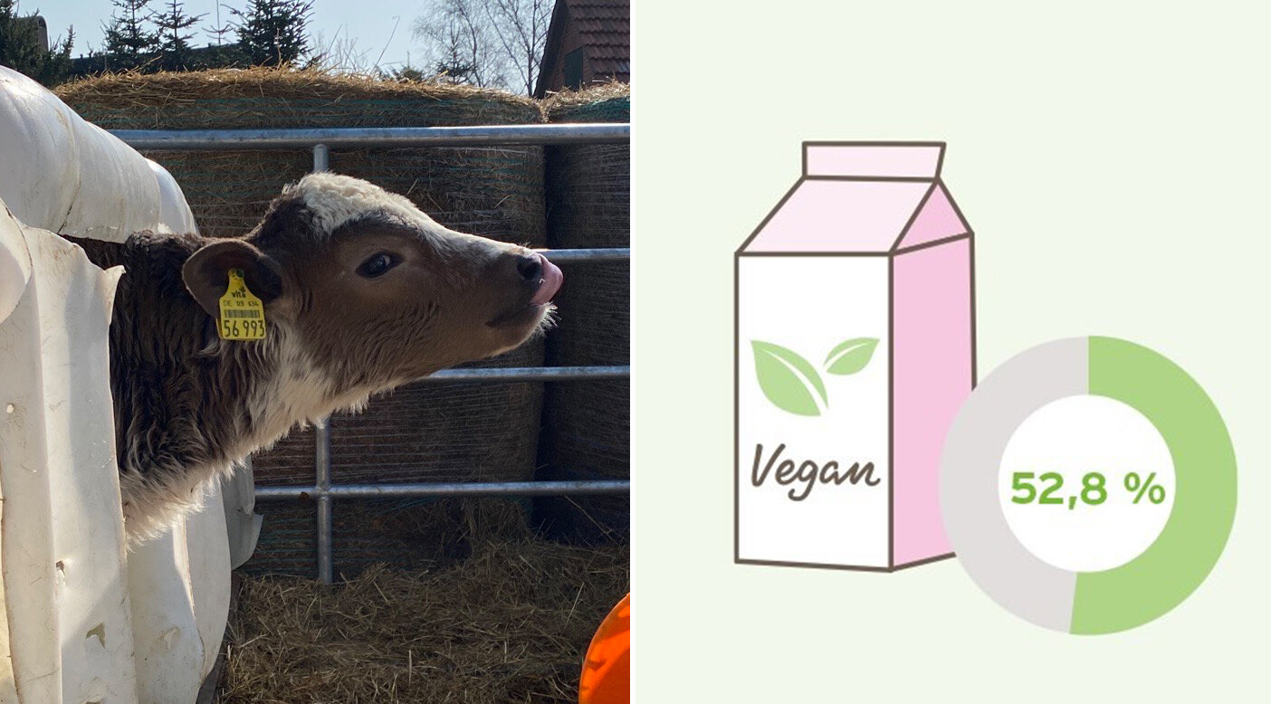 Kalb im Stall neben veganer Milchgrafik 52,8%