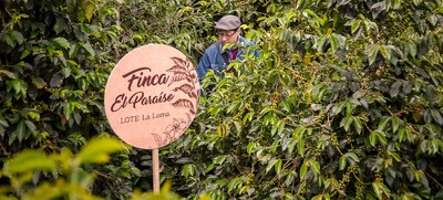 Schild „Finca El Paraíso“ in dichter Kaffeeplantage