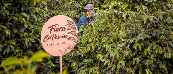 Schild „Finca El Paraíso“ in dichter Kaffeeplantage