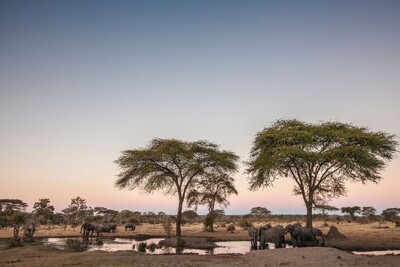 Elefanten trinken an Wasserloch in Savanne