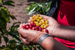 Link: Großansicht des Bildes - Bildinhalt: Hände halten rote und gelbe Kaffeekirschen