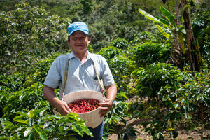 Link: Großansicht des Bildes - Bildinhalt: Bauer mit Eimer roter Kaffeekirschen auf Plantage