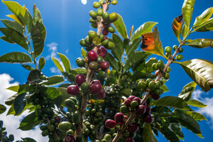 Link: Großansicht des Bildes - Bildinhalt: Kaffeekirschen an Zweigen vor blauem Himmel