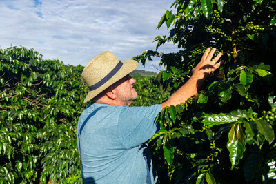 Mann mit Strohhut erntet Kaffeekirschen