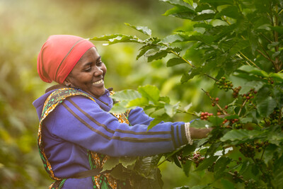 Person erntet Kaffeekirschen auf Plantage