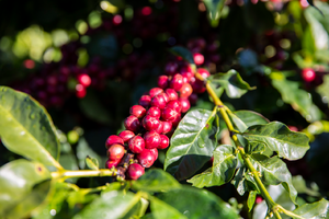 Link: Großansicht des Bildes - Bildinhalt: Rote Kaffeekirschen an grünem Zweig