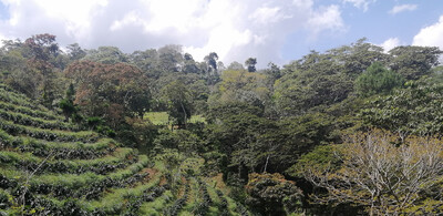 Terrassierter Hang mit Kaffeepflanzen und Wald