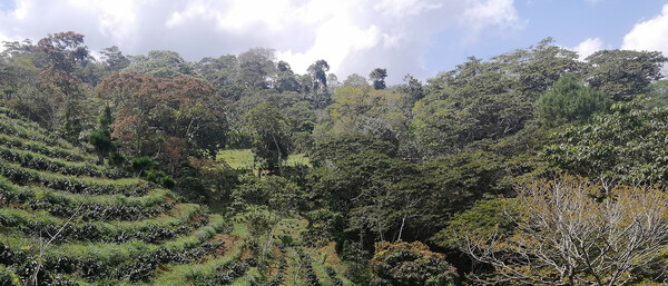 Terrassierter Hang mit Kaffeepflanzen und Wald